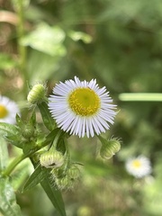 Erigeron