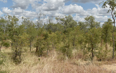 Vachellia bidwillii
