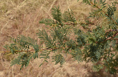 Vachellia bidwillii