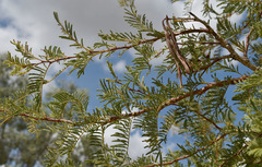 Vachellia bidwillii
