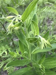 Lithospermum virginianum