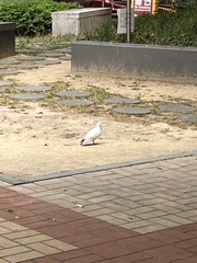 Columba livia domestica
