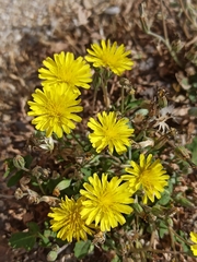Sonchus tenerrimus