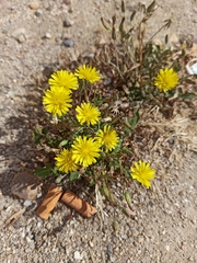 Sonchus tenerrimus