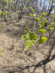 Betula costata