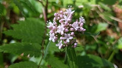 Valeriana montana