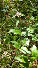Valeriana montana