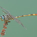 Narrow-striped Forceptail - Photo (c) Greg Lasley, some rights reserved (CC BY-NC), uploaded by Greg Lasley