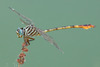 Narrow-striped Forceptail - Photo (c) Greg Lasley, some rights reserved (CC BY-NC), uploaded by Greg Lasley