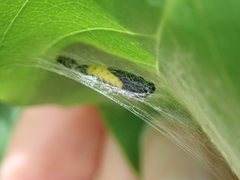 Yponomeuta irrorellus