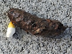 Sceloporus olivaceus