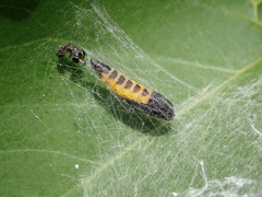 Yponomeuta irrorellus