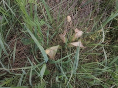 Erythronium sibiricum