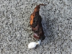 Sceloporus olivaceus