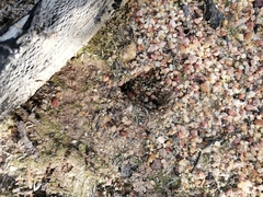 Raphicerus melanotis