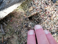 Raphicerus melanotis