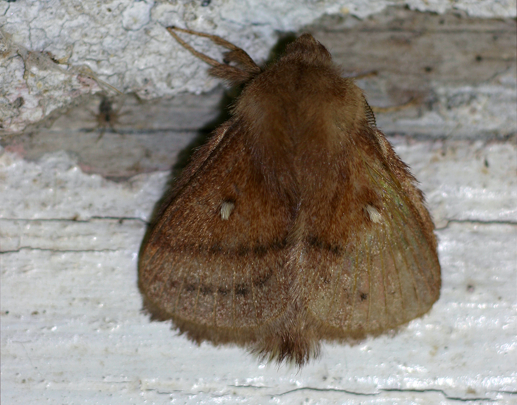 Euwallengrenia
