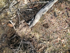 Raphicerus melanotis