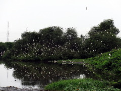 Bubulcus ibis ibis
