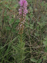 Pedicularis elata