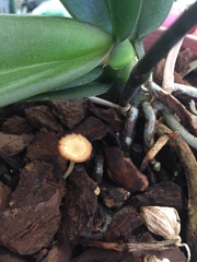Pholiotina
