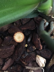 Pholiotina