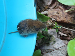 Myodes gapperi image