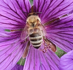 Apis mellifera