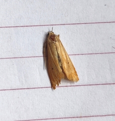 Scirpophaga incertulas
