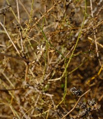 Wahlenbergia asparagoides