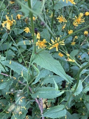 Crepis paludosa