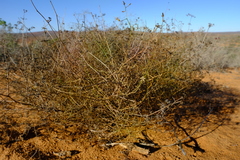 Wahlenbergia asparagoides