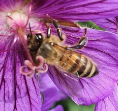Apis mellifera