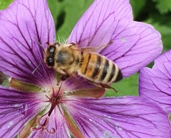 Apis mellifera