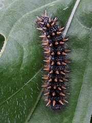 Melitaea phoebe