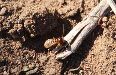 Microhodotermes viator