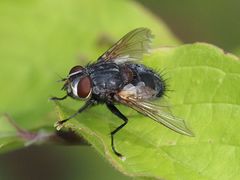 Blepharipa pratensis