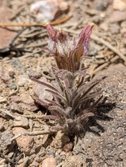 Cordylanthus kingii helleri