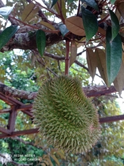 Durio zibethinus