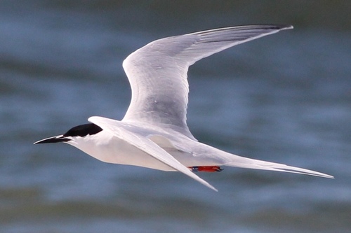 Roseate Tern