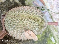 Durio zibethinus
