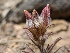 Cordylanthus kingii helleri