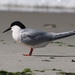 Atlantic Roseate Tern - Photo (c) Sequoia Janirella Wrens, some rights reserved (CC BY-NC), uploaded by Sequoia Janirella Wrens