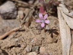 Eriastrum wilcoxii