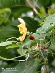 Henosepilachna argus