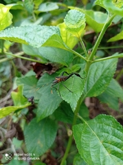 Leptoglossus gonagra