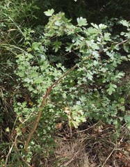 Crataegus monogyna