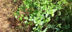 Crataegus monogyna