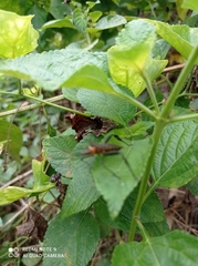 Leptoglossus gonagra
