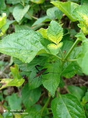 Leptoglossus gonagra
